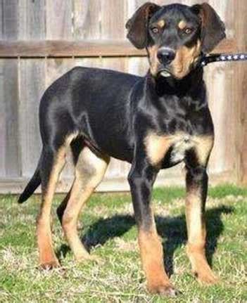 Is The Great Dane Rottweiler Mix Too Much For Families To Handle?