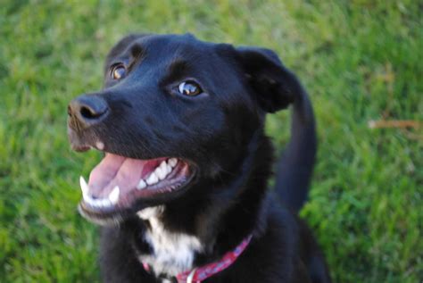 Borador, Labrador Retriever and Border Collie Mix - SpockTheDog.com