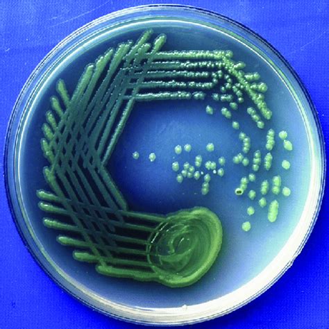 Pseudomonas - Eco Bugs