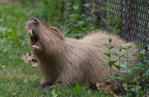 Capybara spent a month on the lam after escape from Toronto Zoo