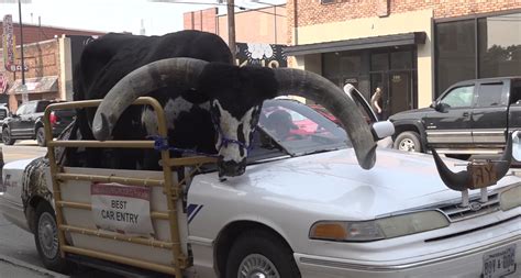 Man pulled over for driving with massive bull named Howdy Doody riding ...