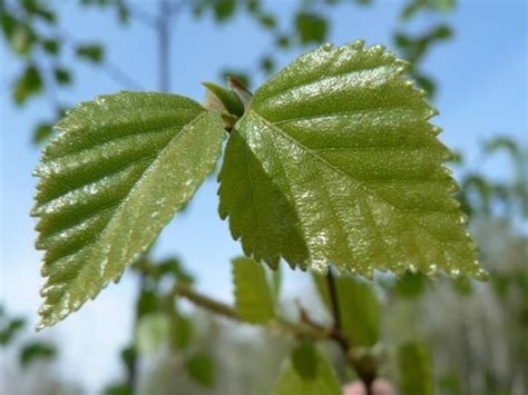 Free picture: birch, tree, leaves