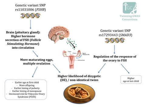 Researchers find genes that influence dizygotic twinning and fertility