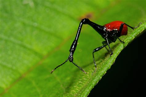 Giraffe Weevil | Sean Crane Photography