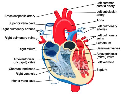 DIAGRAM OF HEART - Unmasa Dalha