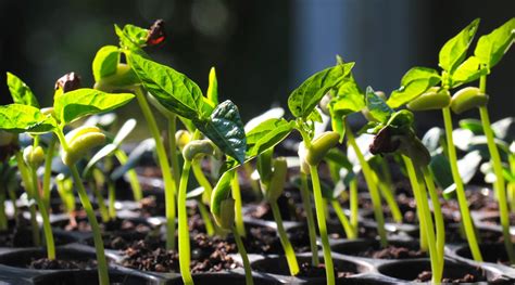 Cowpeas: How To Grow and Care for Black-Eyed Pea Plants