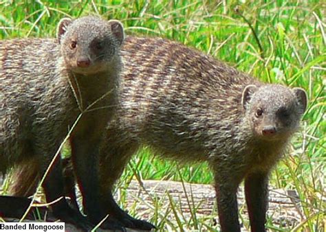 Mongoose Facts - Animal Facts Encyclopedia