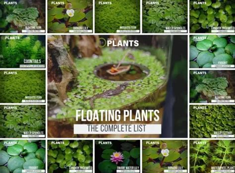 A Guide To Floating Aquarium Plants: Benefits And Care