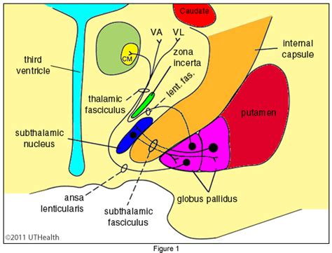 Neuroanatomy Online: Lab 8 - Higher Motor Function - Basal Ganglia