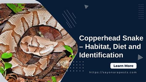 Copperhead Snake - Habitat, Diet and Identification | Sayonara Pests