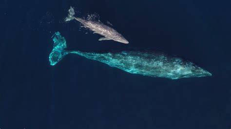 Heartwarming footage of a baby gray whale near Anacapa Island | Whale ...