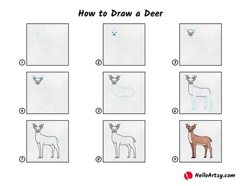 How To Draw A White Tailed Deer Step By Step