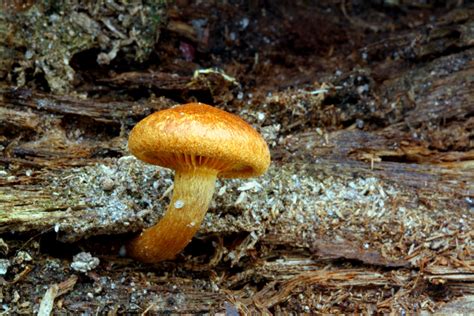 Gymnopilus sp. by stopwhispering81 on DeviantArt