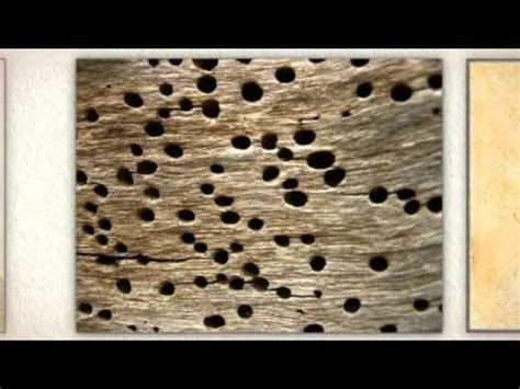 Tentless Termite Treatment - YouTube