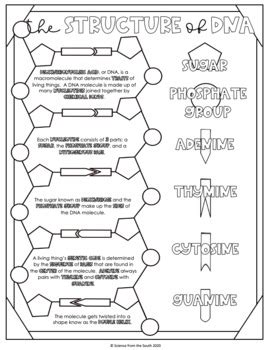 DNA Structure Coloring to Use in Interactive Notebooks and More | TpT