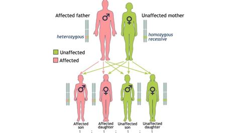 BRCA-1 and BRCA-2 Genetic Test