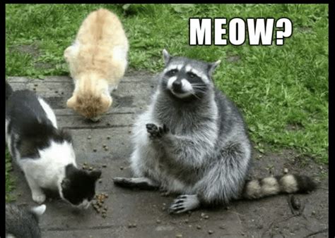 Silly Raccoon, That's For The Cat - I Can Has Cheezburger?