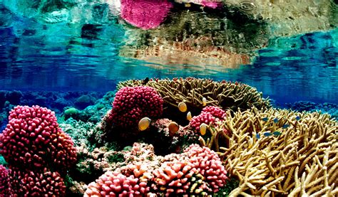 Coral Reef 4K Wallpapers - Top Free Coral Reef 4K Backgrounds ...