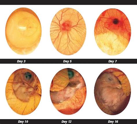 stages of a chicken egg - Google Search | Candling chicken eggs ...