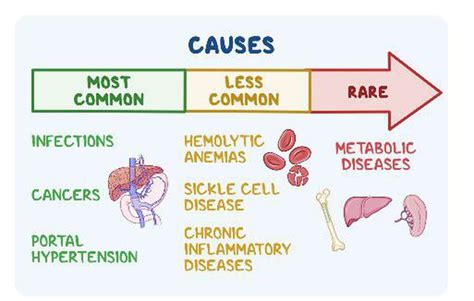 Causes of splenunculi - MEDizzy