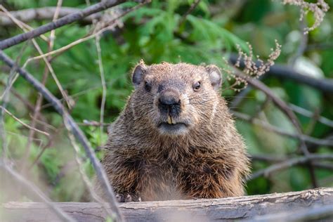 In Burrows Across the City, It's Groundhog Day Year Round - The New ...