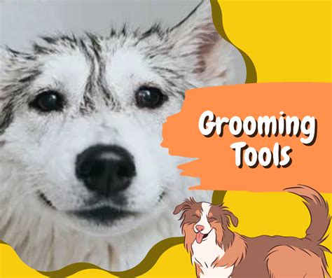 Matted Dog Hair: Tips for Grooming & Prevention