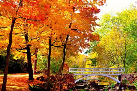 The Best Places to See Fall Foliage in Montreal