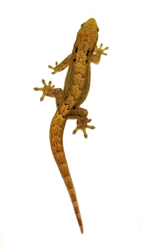 Hawaiian Mourning Gecko - Lepidodactylus lugubris (Captive Bred)