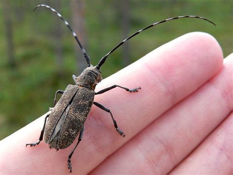 Pine Sawyer Beetle: Identification, Life Cycle, Facts & Pictures