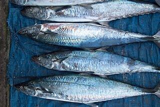 Ayala Fish in English | Tamil Name | Ayala Fish Benefits