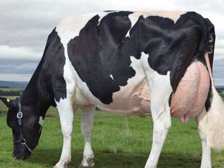 Holstein Friesian Cattle at Best Price in Karnal, Haryana | Bhatia ...