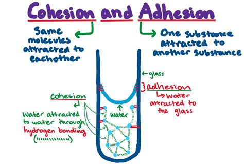 Cohesion and Adhesion — Definition & Overview - Expii