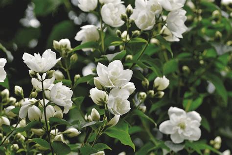 Complete Guide to Jasmine Plants | Flower Glossary