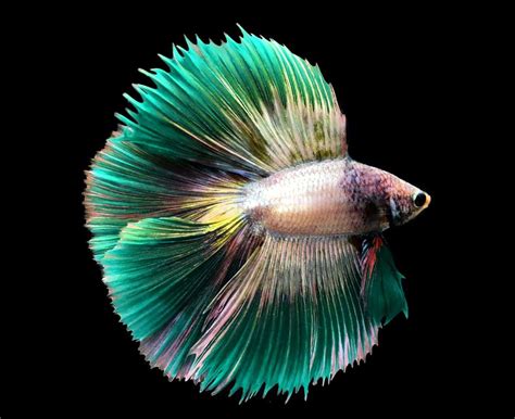 Rare Types Of Betta Fish : The Fascinating Origin Of Betta Fish And ...