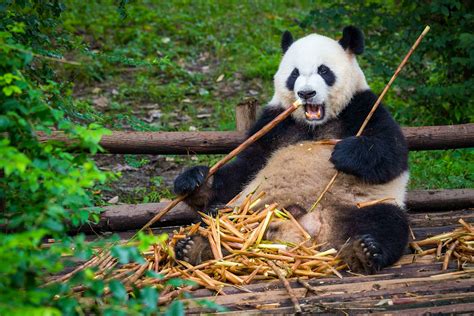 Where to see pandas in China as it plans for a Giant Panda National ...