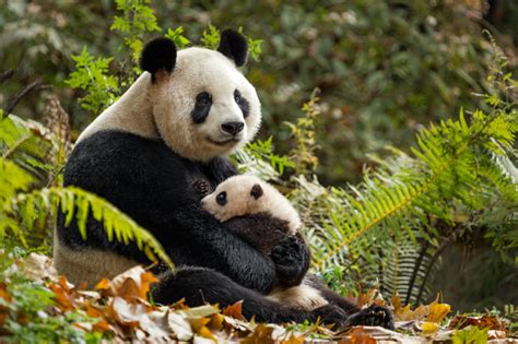 Disneynature Born in China Panda Facts Video | Mama Likes This