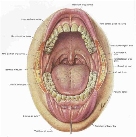 Mouth Teeth Diagram with Label - Health Images Reference