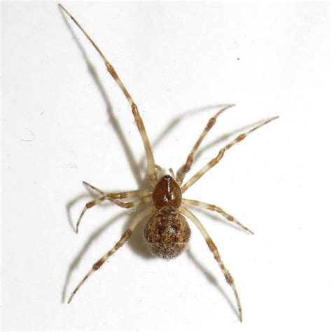 The 10 Most Common Types of House Spiders in the U.S. (2022)