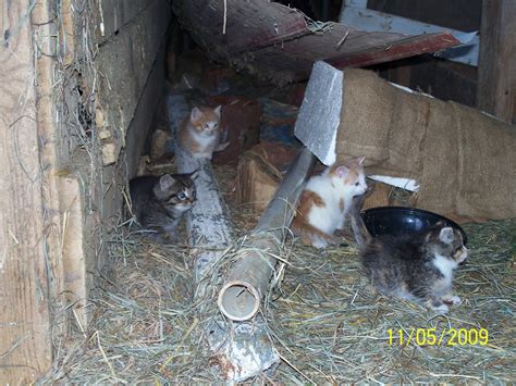 Barn Kittens