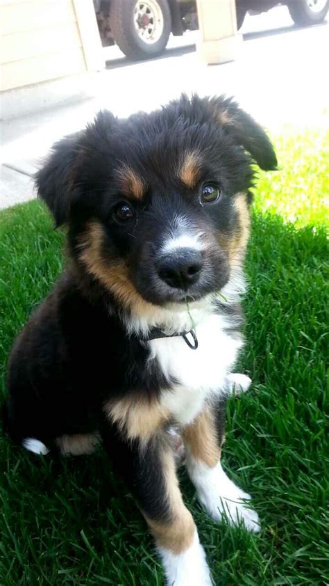 Soo my brother just got a puppy! Border collie/German Shepard mix ...