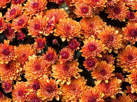 14 Best Fall-Blooming Flowers for Your Perennial Garden