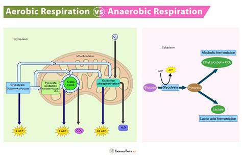 Aerobic vs Anaerobic Respiration – Differences & Similarities