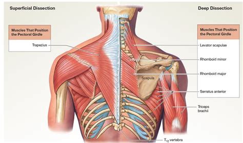 Muscles That Position the Pectoral Girdle | Human body anatomy, Muscle ...