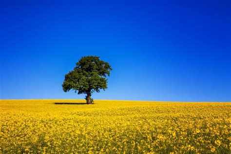 field, Tree, Sky, Blue Wallpapers HD / Desktop and Mobile Backgrounds