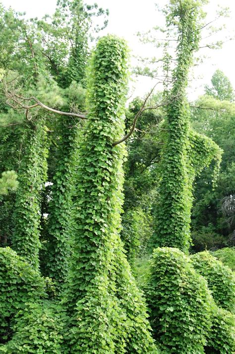 19 best images about Kudzu... on Pinterest