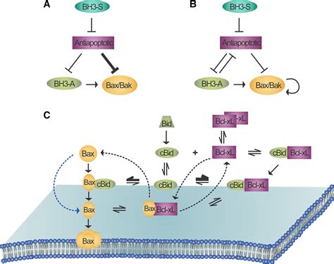 Bax, Bak and beyond — mitochondrial performance in apoptosis - Peña ...