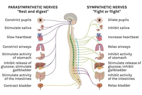 Parasympathetic and Sympathetic nerves | Bull art, Medical illustration ...