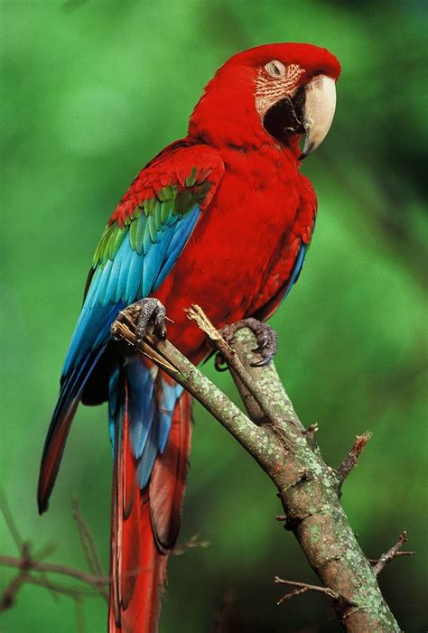 Top 10 Best Kind Of Pet Parrots