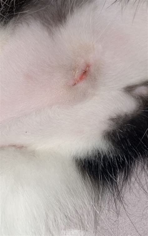 My cats spay incision looks slightly open | TheCatSite