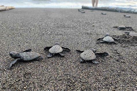 Aboitiz Land Releases 331 Pawikan Hatchlings At Seafront Residences ...